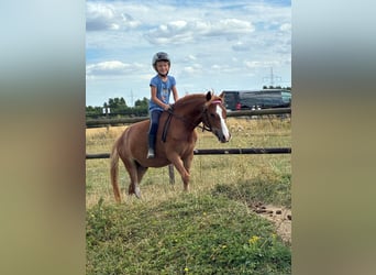 Welsh-A, Wallach, 6 Jahre, 118 cm, Fuchs