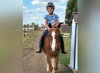 Welsh-A, Wallach, 6 Jahre, 118 cm, Fuchs