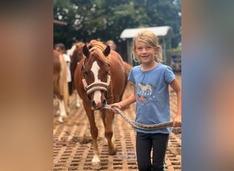 Welsh-A, Wallach, 6 Jahre, 118 cm, Fuchs