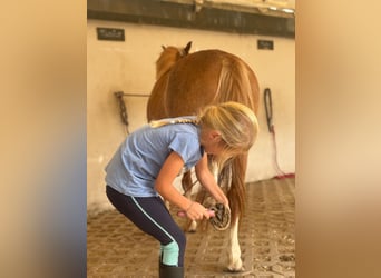 Welsh-A, Wallach, 6 Jahre, 118 cm, Fuchs
