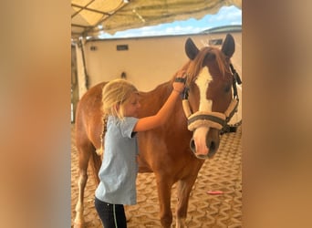 Welsh-A, Wallach, 6 Jahre, 118 cm, Fuchs