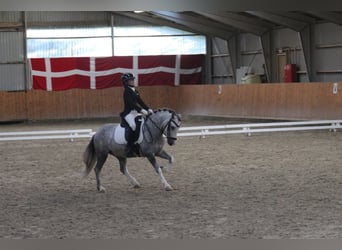 Welsh-A, Wallach, 6 Jahre, 119 cm, Schimmel