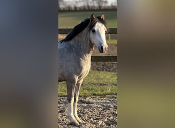 Welsh-A, Wallach, 6 Jahre, 119 cm, Schimmel