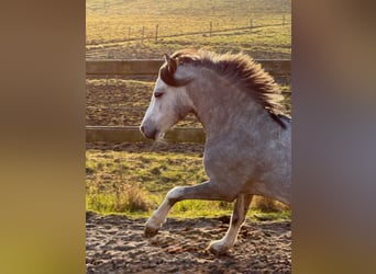 Welsh-A, Wallach, 6 Jahre, 119 cm, Schimmel