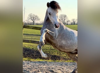 Welsh-A, Wallach, 6 Jahre, 119 cm, Schimmel