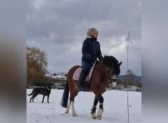 Welsh-A, Wallach, 6 Jahre, 120 cm, Brauner