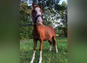Welsh-A, Wallach, 6 Jahre, 120 cm, Fuchs