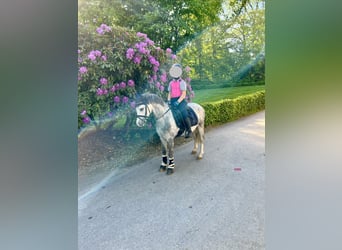 Welsh-A, Wallach, 6 Jahre, 120 cm, Schimmel
