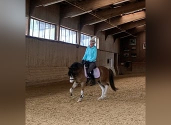Welsh-A, Wallach, 6 Jahre, 122 cm, Brauner