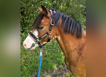 Welsh-A, Wallach, 6 Jahre, 122 cm, Brauner