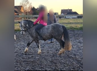 Welsh-A, Wallach, 6 Jahre, 123 cm, Apfelschimmel