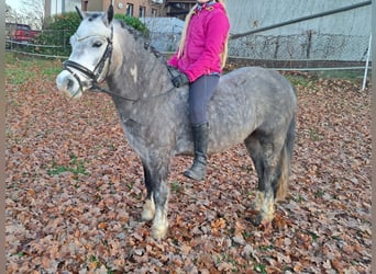 Welsh-A, Wallach, 6 Jahre, 123 cm, Apfelschimmel