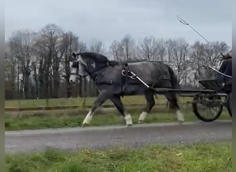 Welsh-A, Wallach, 6 Jahre, 123 cm