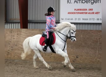 Welsh-A, Wallach, 6 Jahre, 124 cm, Schimmel