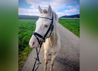 Welsh-A, Wallach, 6 Jahre, 125 cm, Cremello