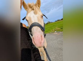 Welsh-A, Wallach, 6 Jahre, 125 cm, Cremello