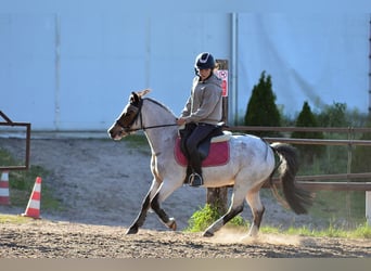 Welsh-A, Wallach, 6 Jahre, 125 cm, Roan-Bay