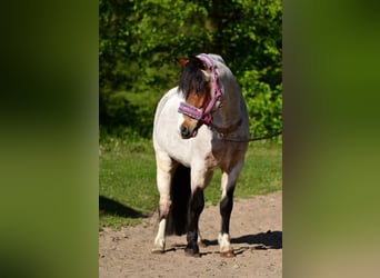 Welsh-A, Wallach, 6 Jahre, 125 cm, Roan-Bay