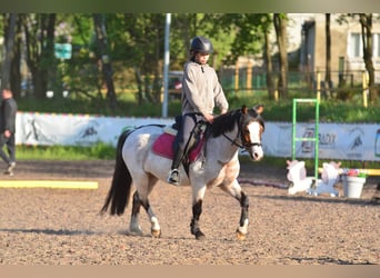 Welsh-A, Wallach, 6 Jahre, 125 cm, Roan-Bay