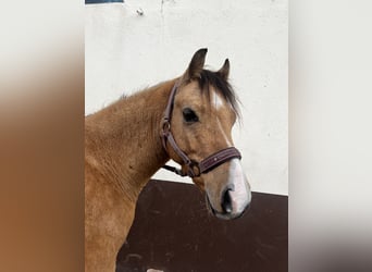 Welsh-A, Wallach, 6 Jahre, 128 cm, Falbe