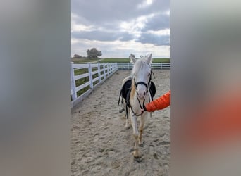 Welsh-A, Wallach, 6 Jahre, Cremello