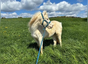Welsh-A, Wallach, 6 Jahre, Cremello