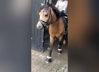 Welsh-A, Wallach, 7 Jahre, 114 cm, Buckskin