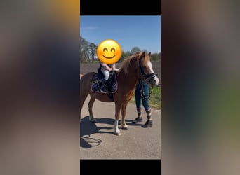 Welsh-A Mix, Wallach, 7 Jahre, 120 cm, Fuchs