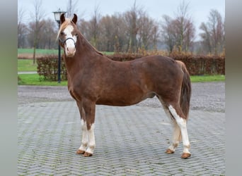 Welsh-A, Wallach, 7 Jahre, 124 cm, Fuchs
