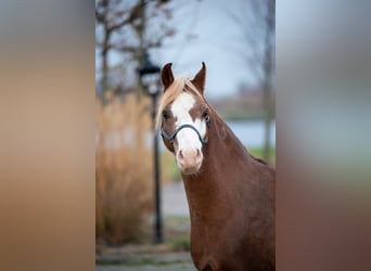 Welsh-A, Wallach, 7 Jahre, 124 cm, Fuchs