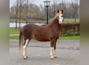 Welsh-A, Wallach, 7 Jahre, 124 cm, Fuchs