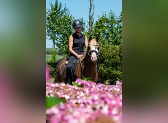Welsh-A, Wallach, 7 Jahre, 124 cm, Fuchs