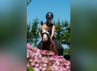 Welsh-A, Wallach, 7 Jahre, 124 cm, Fuchs