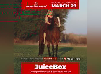 Welsh-A, Wallach, 7 Jahre, 124 cm, Rotbrauner