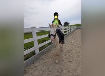 Welsh-A, Wallach, 7 Jahre, 125 cm, Cremello