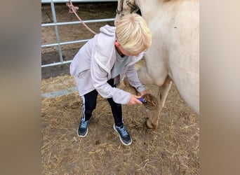 Welsh-A, Wallach, 7 Jahre, 125 cm, Cremello