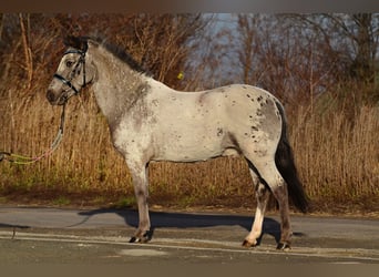 Welsh-A, Wallach, 7 Jahre, 125 cm, Tigerschecke