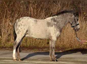 Welsh-A, Wallach, 7 Jahre, 125 cm, Tigerschecke