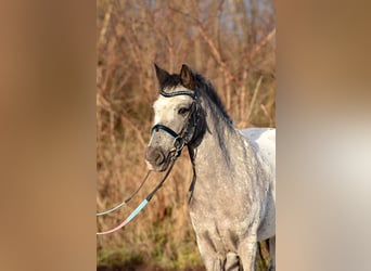 Welsh-A, Wallach, 7 Jahre, 125 cm, Tigerschecke