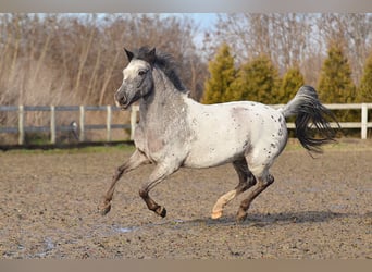 Welsh-A, Wallach, 7 Jahre, 125 cm, Tigerschecke