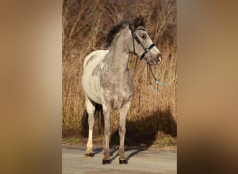 Welsh-A, Wallach, 7 Jahre, 125 cm, Tigerschecke