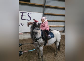 Welsh-A, Wallach, 7 Jahre, 125 cm, Tigerschecke