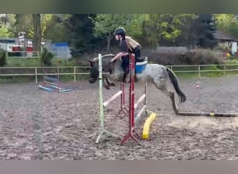 Welsh-A, Wallach, 7 Jahre, 125 cm, Tigerschecke
