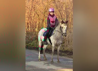 Welsh-A, Wallach, 7 Jahre, 125 cm, Tigerschecke