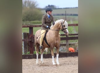 Welsh-A, Wallach, 7 Jahre, 130 cm, Palomino
