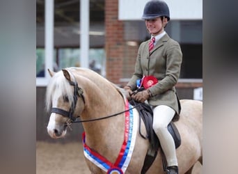 Welsh-A, Wallach, 7 Jahre, 130 cm, Palomino