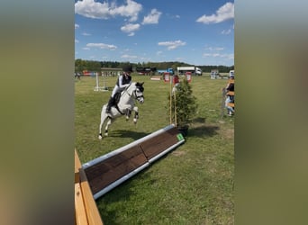 Welsh-A, Wallach, 8 Jahre, 112 cm