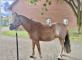 Welsh-A, Wallach, 8 Jahre, 115 cm, Roan-Red