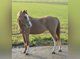 Welsh-A, Wallach, 8 Jahre, 115 cm, Rotfuchs