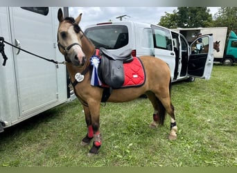 Welsh-A, Wallach, 8 Jahre, 118 cm, Buckskin